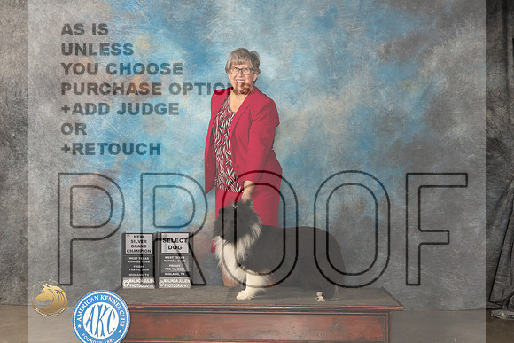 Shetland Sheepdog #21 Fri SDGCHSilver Judge Carolyn Herbel_JP_1275_MIDLAND2024_HR3