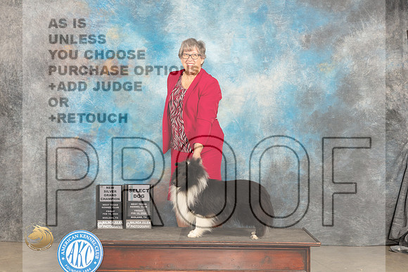 Shetland Sheepdog #21 Fri SDGCHSilver Judge Carolyn Herbel_JP_1276_MIDLAND2024_HR3