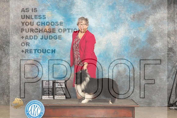 Shetland Sheepdog #21 Fri SDGCHSilver Judge Carolyn Herbel_JP_1278_MIDLAND2024_HR3