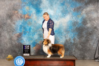 Shetland Sheepdog #33 Sat WDM Judge Gloria Kerr