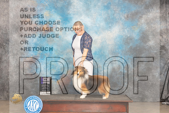 Shetland Sheepdog #33 Sat WDM Judge Gloria Kerr_JP_1258_MIDLAND2024_HR3
