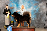 Tibetan Mastiff #5 Sat G3 Judge Carolyn Herbel