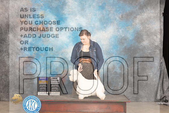 West Highland White Terrier #5 Sat BOBGCH Judge Denny Mounce_JP_1466_MIDLAND2024_HR3