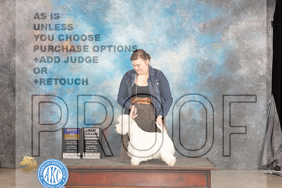West Highland White Terrier #5 Sat BOBGCH Judge Denny Mounce_JP_1469_MIDLAND2024_HR3