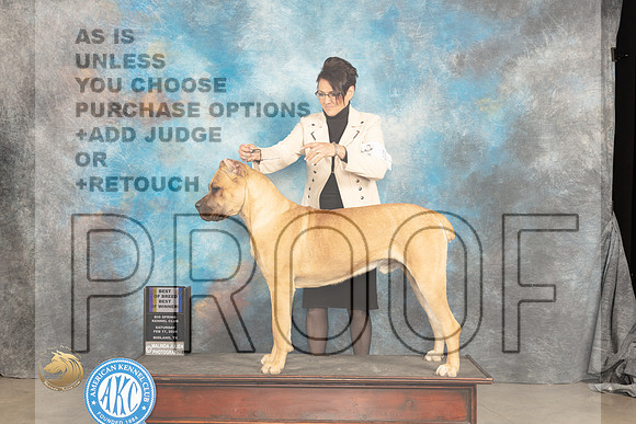 Cane Corso #? Sat WDBOWBOB Judge Carolyn Herbel_JP_1490_MIDLAND2024_HR3