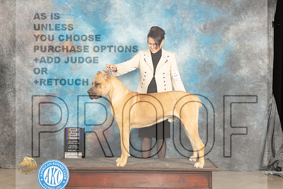 Cane Corso #? Sat WDBOWBOB Judge Carolyn Herbel_JP_1491_MIDLAND2024_HR3