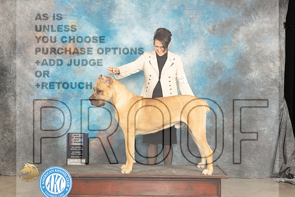 Cane Corso #? Sat WDBOWBOB Judge Carolyn Herbel_JP_1493_MIDLAND2024_HR3