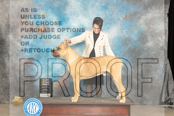 Cane Corso #? Sat WDBOWBOB Judge Carolyn Herbel_JP_1495_MIDLAND2024_HR3