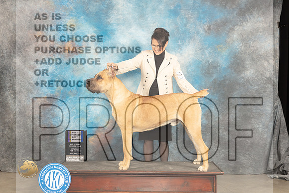 Cane Corso #? Sat WDBOWBOB Judge Carolyn Herbel_JP_1498_MIDLAND2024_HR3