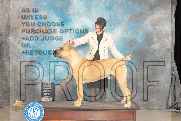 Cane Corso #? Sat WDBOWBOB Judge Carolyn Herbel_JP_1497_MIDLAND2024_HR3