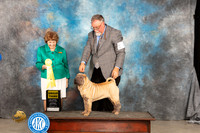 Chinese Shar Pei #6 Sat G3 Judge Donnelle Richards