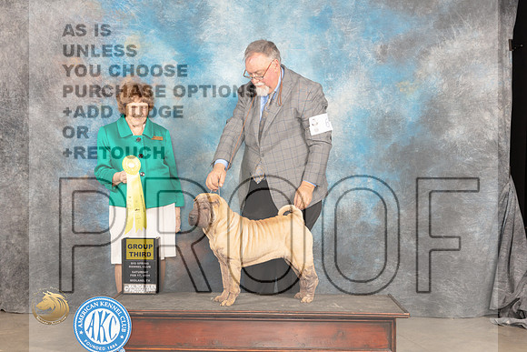 Chinese Shar Pei #6 Sat G3 Judge Donnelle Richards_JP_1480_MIDLAND2024_HR3