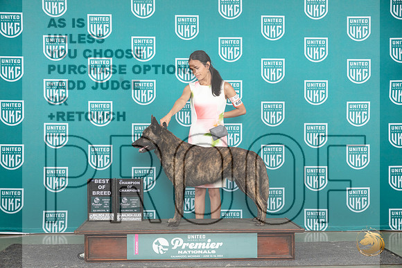 Dutch Shepherd #607 Sun BOB COC Judge Carianna Glenn__JP_2933_Premier_2024_HR3