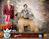 Afghan Hound #7 Sun G2 Judge Sonny Ambrosio