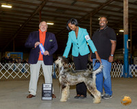 Aghan Hound #? Sun NCh Judge Hal Biermann