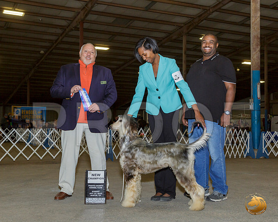 Aghan Hound #? Sun NCh Judge Hal Biermann__JJ_7711-Austin2019-HR3