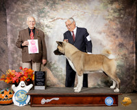 Akita #5 OHG1 Judge Robert Shreve