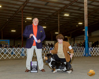 Basset Hound #? Sun RWD Judge Hal Biermann