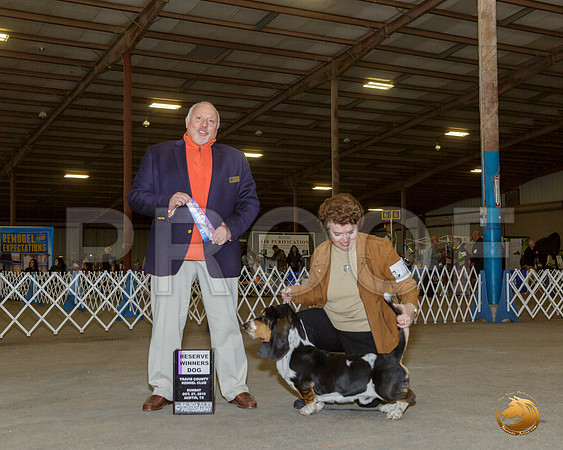 Basset Hound #? Sun RWD Judge Hal Biermann__JJ_7709-Austin2019-HR3