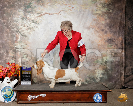 Basset Hound #6 Sat BOB__SR_1733-Austin2019-HR3