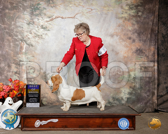 Basset Hound #6 Sat BOB__SR_1735-Austin2019-HR3