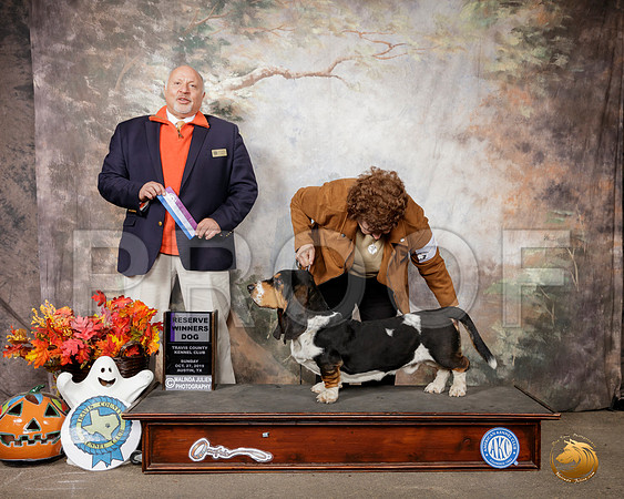 Basset Hound #7 Sun RWD Judge Hal Biermann__SR_1761-Austin2019-HR3
