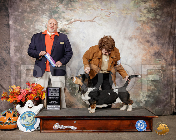 Basset Hound #7 Sun RWD Judge Hal Biermann__SR_1762-Austin2019-HR3