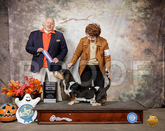 Basset Hound #7 Sun RWD Judge Hal Biermann__SR_1765-Austin2019-HR3