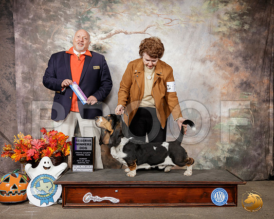 Basset Hound #7 Sun RWD Judge Hal Biermann__SR_1766-Austin2019-HR3