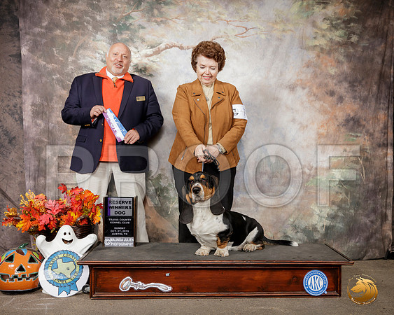 Basset Hound #7 Sun RWD Judge Hal Biermann__SR_1767-Austin2019-HR3