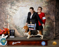 Basset Hound #9 Sun BOB
