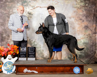 Beauceron #5 Sun BOB Judge Sam Houston McDonald