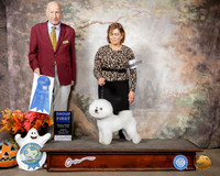 Bichon Frise#7 Sun G1 Judge Sonny Ambrosio