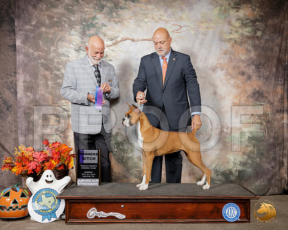Boxer #28 Sun WB Judge Sam Houston McDonald__SR_1781-Austin2019-HR3