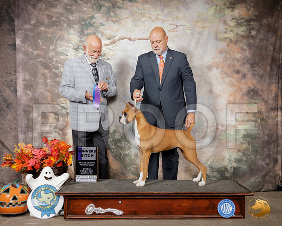 Boxer #28 Sun WB Judge Sam Houston McDonald__SR_1782-Austin2019-HR3
