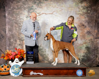 Boxer #5 Sun BOW Judge Sam Houston McDonald