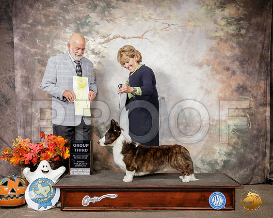 Cardigan Welsh Corgi #11 Sun G3 Judge Sam Houston McDonald__SR_1919-Austin2019-HR3