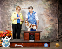 Cavalier King Charles Spaniel #8 Sat BOS Judge Cindy Lane