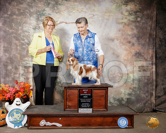 Cavalier King Charles Spaniel #8 Sat BOS Judge Cindy Lane__SR_1798-Austin2019-HR3