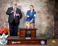 Chihuahua Long Coat #14 Sun BOB NCh Judge David Kirkland