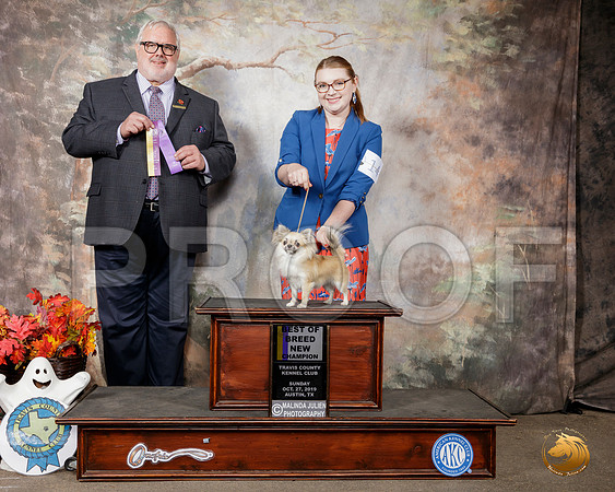 Chihuahua Long Coat #14 Sun BOB NCh Judge David Kirkland__SR_1745-Austin2019-HR3