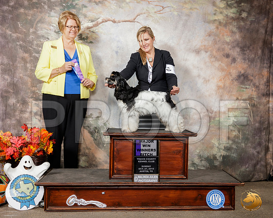Cocker Spaniel Parti #6 Sun WB Maj Judge Cindy Lane__SR_1842-Austin2019-HR3
