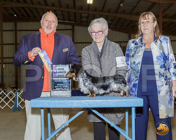 Dachshund Long #5 Sun BOW Maj Judge Hal Biermann__JJ_7681-Austin2019-HR3