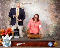 Dachshund Smooth #10 Sat BOV Judge Hal Biermann