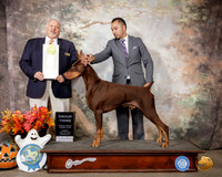 Doberman Pinscher #? Sun G3 Judge Hal Biermann