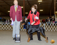 Doberman Pinscher #7 Sun BOW Judge Sonny Ambrosio