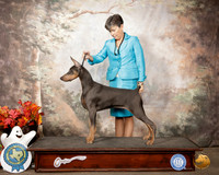 Doberman Pinschers Susan Ramos Sun