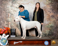 Dogo #5 Sun Cert of Merit