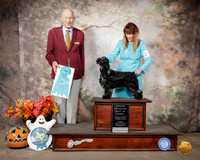 English Cocker #5 Sun OHBIS Judge Sonny Ambrosio