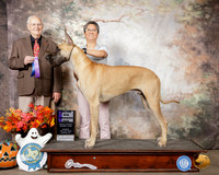 Great Dane #21 Sudn WD Maj Judge Robert Shreve